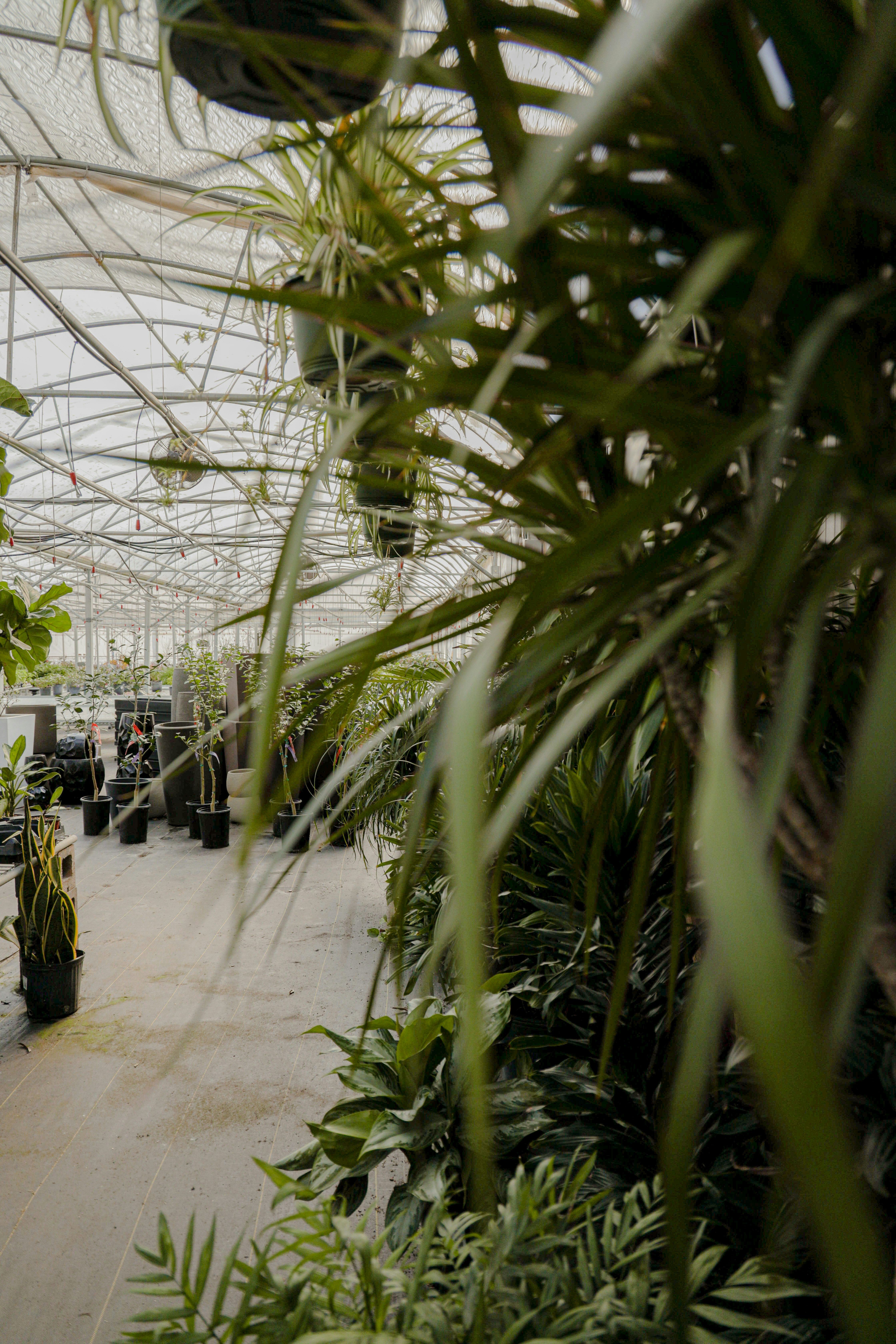 green palm tree inside building